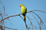 Ring-necked Parakeet