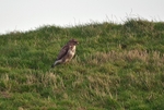 Common Buzzard