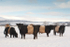 Frear-Belties