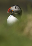 PUFFIN, LUNGA, TRESHNISH ISLES