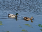 Mallards