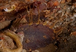 Modiolus modiolus