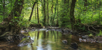 Summer Stream