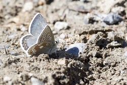 Glandon Blue