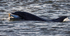 Chanory point, Bottle nose dolphins