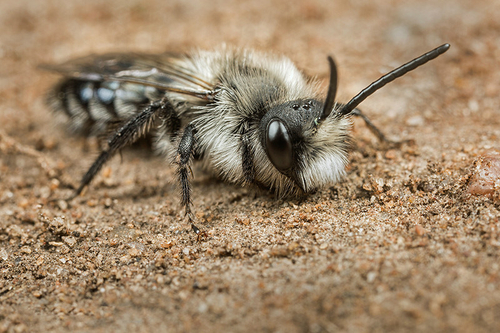 [i]Andrena cineraria]/i] male. Shropshire, April 2016.