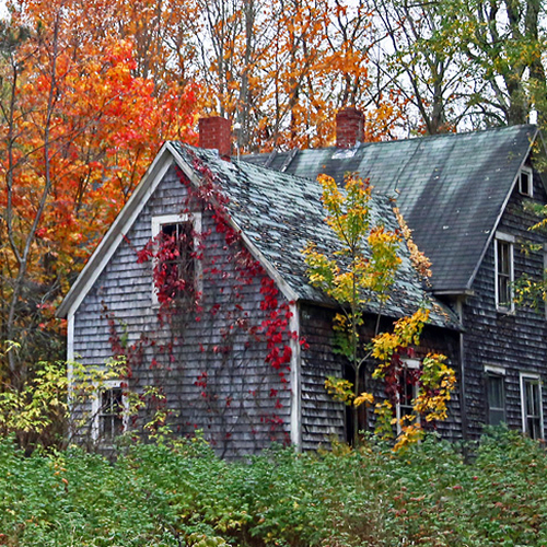 An old homestead starting to lose it's view as foliage encroaches upon her more & more with each passing year.