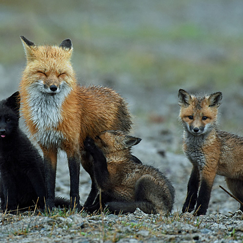 Vulpes Vulpes Vixen Kits Red Fox Black Fox