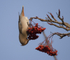Waxwing