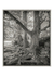 Lakeside trees
