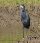 Western Reef Egret