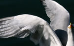 Herring gull dance Bristol-0034