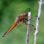 Scarce Chaser (Libellula fulva) F-imm