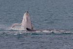 HB Calf Breach 9. 0A3A7844