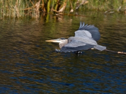 Great Blue Heron _0076