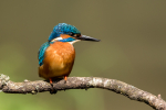 Kingfisher