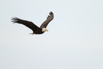 Bald Eagle portfolio