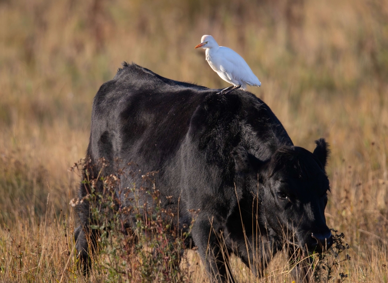 Cattle Egret - St Aidan's RSPB reserve - Leeds