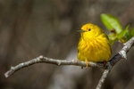 Watchful Warbler