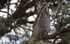 Verreaux's Eagle owl