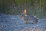 Cottontail