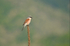 Red-backed Shrike