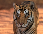 Male Bengal Tiger portrait, Panna, Madhyra Pradesh, India