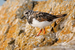 Ruddy Turnstone140908-155