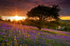 z1953 Bluebells, Ventnor Down