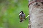 Siberian Tit