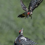 Silver-Digital-Charlie Kidd-woodpeckers battle