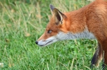 Red Fox