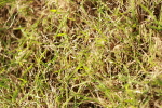 SBM_01585