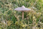 Fibrecap