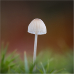 Mycena 1