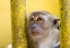Macaque Monkey