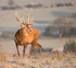 Red Deer Stag