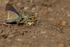 Long tailed Blue, Madeira