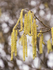 11th February Hazel Catkins