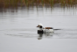 Long-tailed Duck