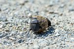 Dung Beetles  1604-10493