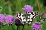 Marbled White