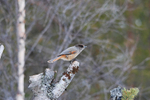 Siberian Jay