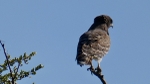 Juvenile Brown Snake Eagle - SA