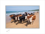 2020-325C Cows on White Park Beach Co Antrim
