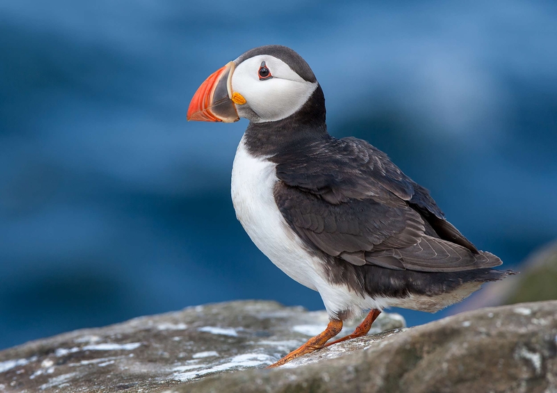Puffin - Farne Islands