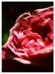 Delicate