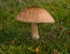 Brown Birch Bolete