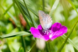 Geranium Argus