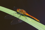 Ruddy Darter (immature male) on Brownsea Island